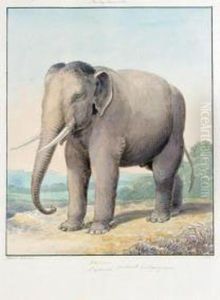 An Album Of Zoological Subjects