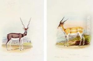 # - , . A Fine Collection Of Original Watercolour Drawings Of Hoofed Animals Of The World. English, Mid-nineteenth Century