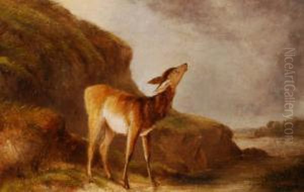 A Young Fawn - view 1