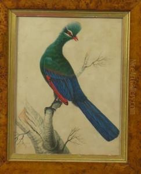 Smith, An Exotic Bird In A Branch, Signed, Watercolour, In A Maple Frame, Image 31 X 24cm - view 1