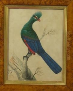 Smith, An Exotic Bird In A Branch, Signed, Watercolour, In A Maple Frame, Image 31 X 24cm by Sarah Smith