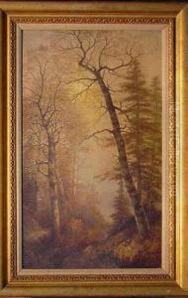 Birches In A Glen - view 1