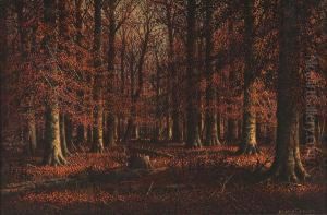 Autumn Beech Woods