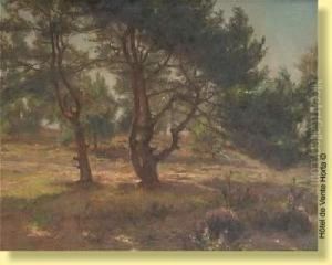 Rayons De Soleil Dans Les Arbres by Albert Sohie