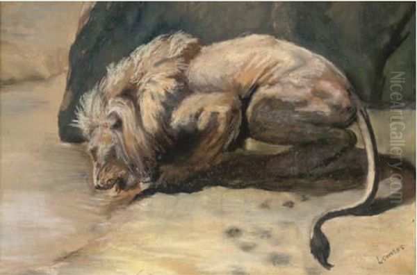 A Lion Drinking - view 1