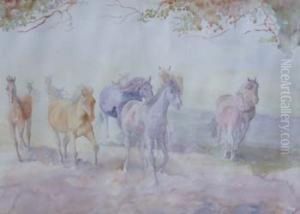 Horse Studies Horse Studies