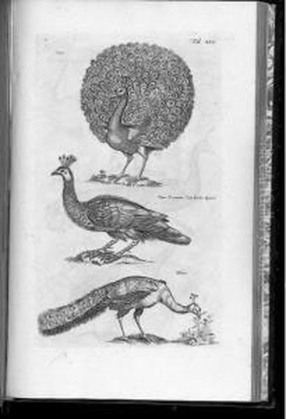 Theatrum Universale Omnium Animalium Piscium, Avium, Quadrupedum. - view 1