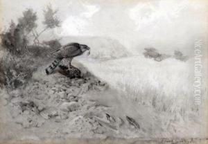 "sparrowhawk - Her Favourite Feeding Place" by Frank Southgate