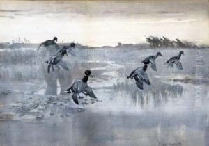 Wild Duck Taking Water by Frank Southgate
