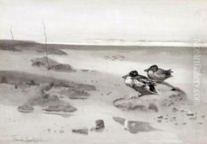 Shoveller Duck On The Saltings
