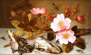 Still life depicting flowers, shells and a dragonfly