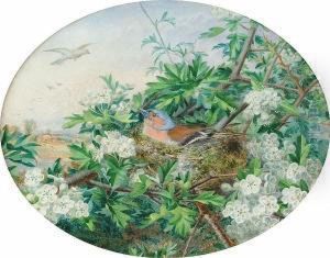 A Chaffinch Nesting In Apple Blossom by John Sowden