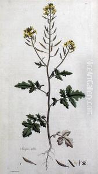 Sinapis Alba - From Flora Londinensis - view 1