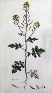 Sinapis Alba - From Flora Londinensis by James Sowerby