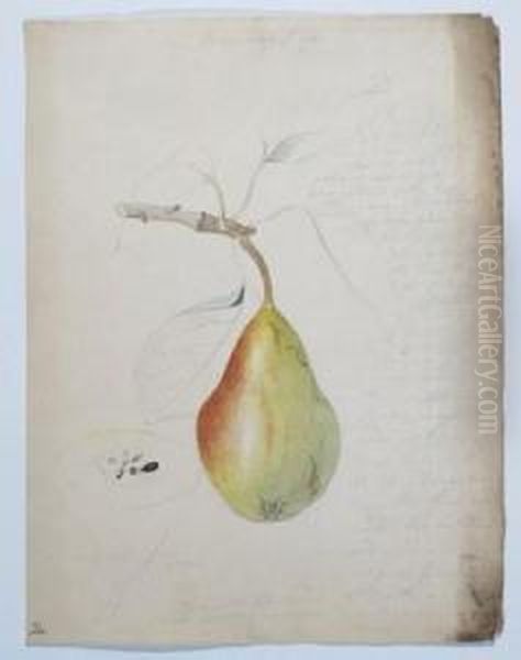 Botanical - view 1