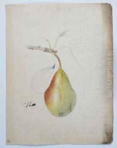 Botanical by James Sowerby
