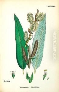 And Others. English Botany by James Sowerby