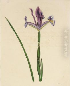 A Folio Of Botanical Watercolours by James Sowerby