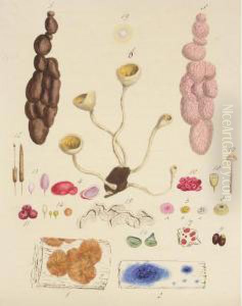 A Folio Of Watercolours Of Funghi - view 1