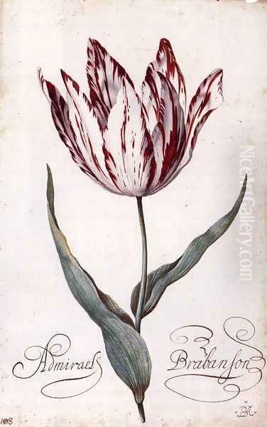 Tulip - view 1