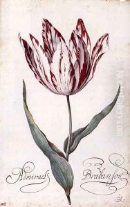 Tulip by Balthasar Van Der Ast