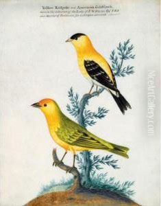 A Yellow Redpole And An American Goldfinch A Yellow Redpole And An American Goldfinch