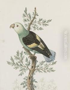 Scopoli's Parrot by Isaac Spackman