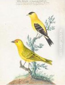 Yellow Redpole And An American Goldfinch Yellow Redpole And An American Goldfinch