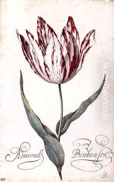 Tulip 2 - view 1