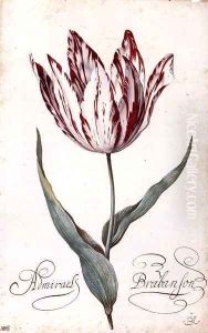 Tulip 2 by Balthasar Van Der Ast