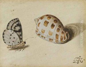 An Arrowhead Blue (Glaucopsyche piasus) butterfly and a Scotch Bonnet (Phalium granulatum) sea shell by Balthasar Van Der Ast