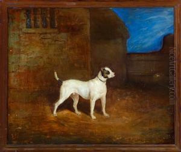 Viper, A Bull-terrier - view 1