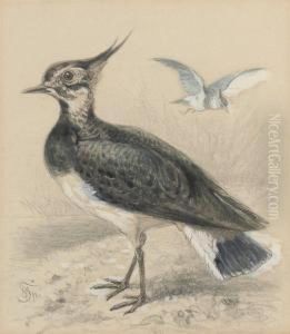 Study Of A Lapwing Study Of A Lapwing