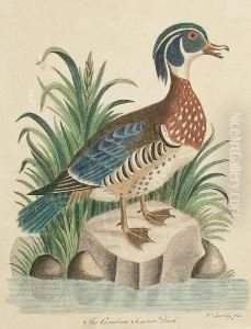 The Carolina Summer Duck by William Speechly