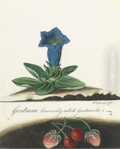 Gentiana; And Martynia Gentiana; And Martynia