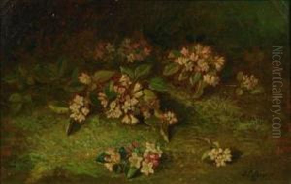 Trailing Arbutus - view 1