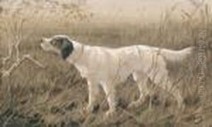Englischer Setter Im Moor