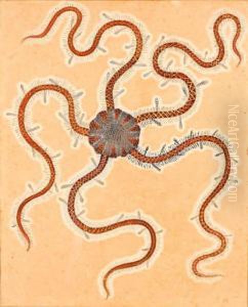 Sea Starfish - view 1