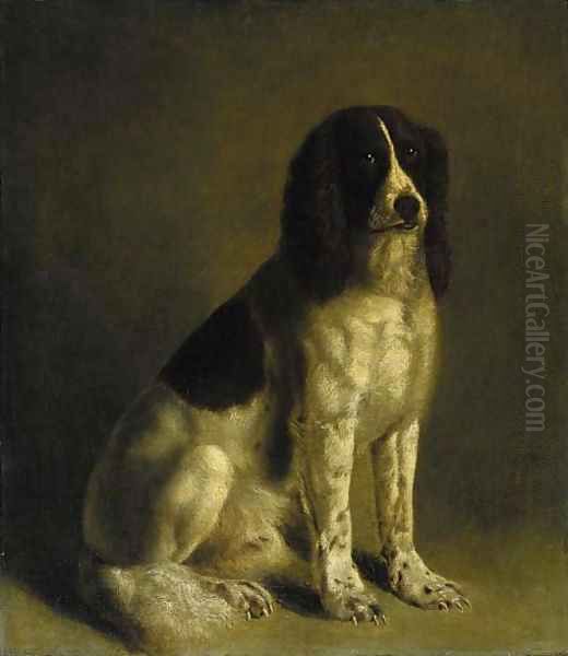 A springer spaniel - view 1