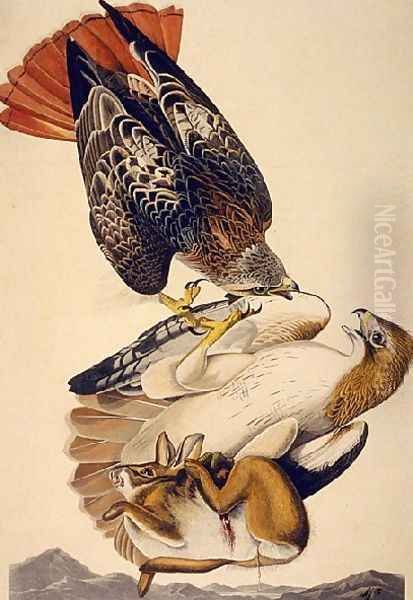 Red Tailed Hawk - view 1