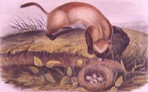 Black-footed Ferret from Quadrupeds of North America by John James Audubon