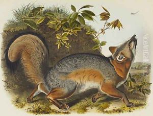 Grey Fox by John James Audubon
