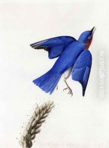 Eastern Bluebird by John James Audubon