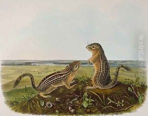 Leopard Spermophile Spermophilus Tridecemlineatus
