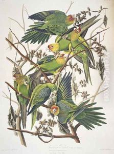 Carolina Parakeet, from 'Birds of America', 1829 by John James Audubon