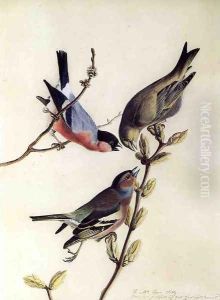 A Chaffinch, Bullfinch and Greenfinch on a Branch of Budding Chestnuts A Chaffinch, Bullfinch and Greenfinch on a Branch of Budding Chestnuts