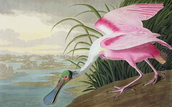 Roseate Spoonbill, Platalea leucorodia, 1836 - view 1