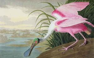 Roseate Spoonbill, Platalea leucorodia, 1836 by John James Audubon