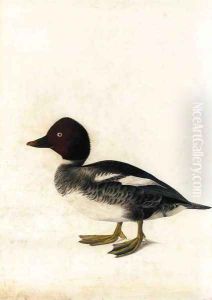 Redhead Duck by John James Audubon
