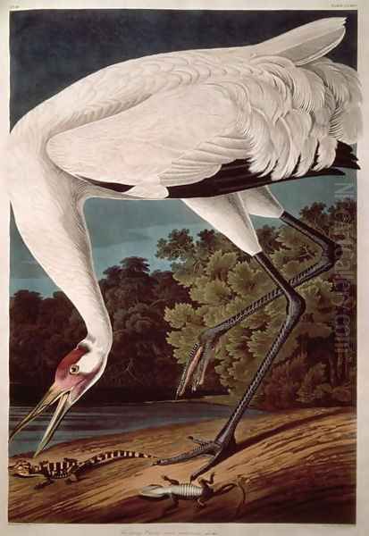 Whooping Crane, from 'Birds of America' - view 1